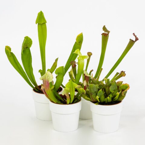 Sarracenia (in mix)