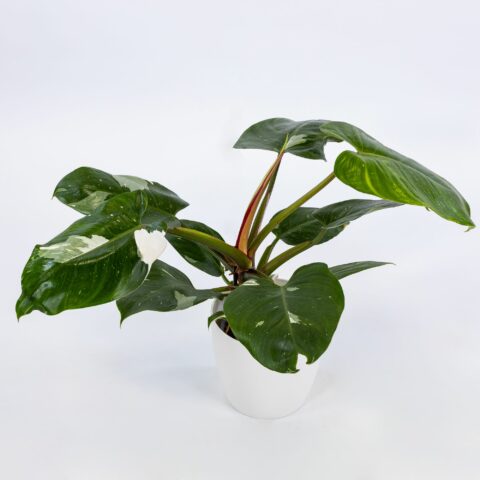 Philodendron "White Princess"