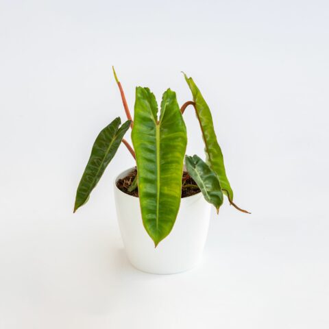 Philodendron billietiae