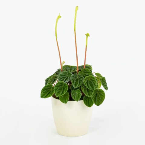Peperomia caperata "Lilian"