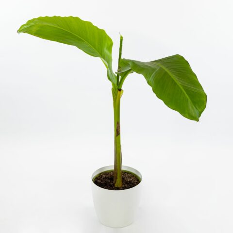 Musa basjoo