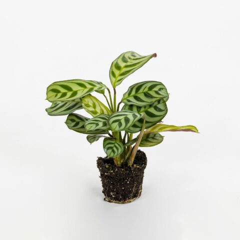 Maranta leuconeura "Amabilis" Baby Plant