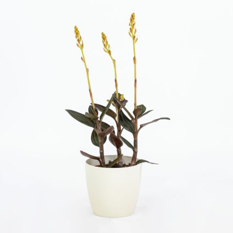 Ludisia discolor