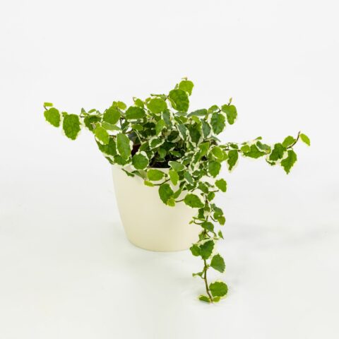 Ficus pumila "Belle Sunny"