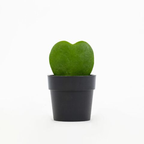 Hoya kerrii