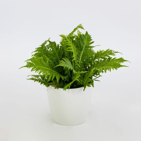 Blechnum gibbum "Silver Lady"