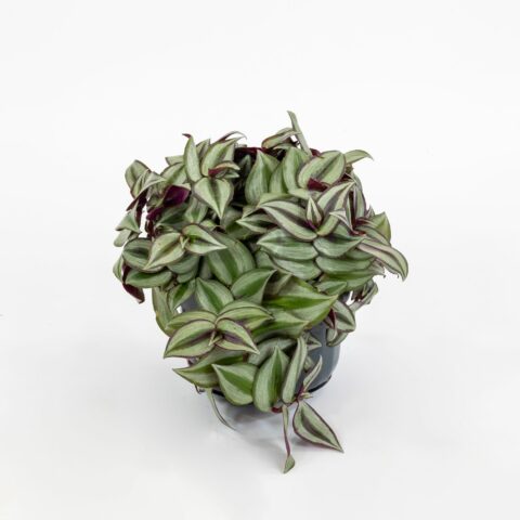Tradescantia zebrina "Purpusii"