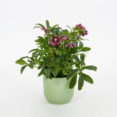 Helleborus orientalis "Red"