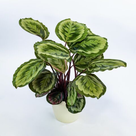 Calathea "Misty"