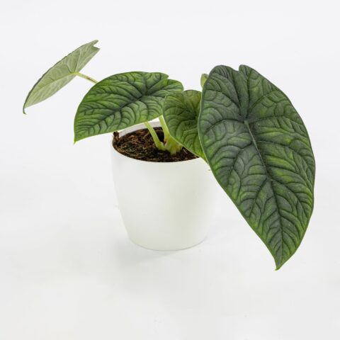 Alocasia "Melo"