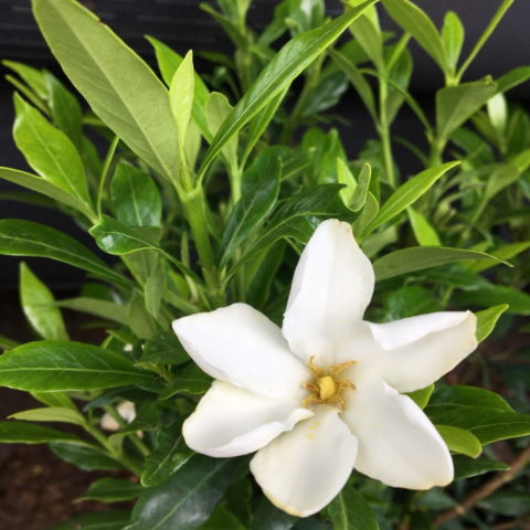 Gardenia jasminoides "Sweet Heart"