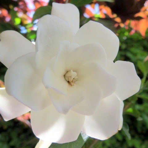 Gardenia jasminoides "Double Mint" - First Edition