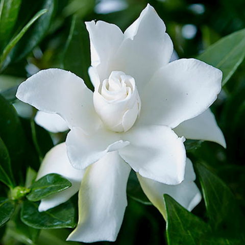 Gardenia jasminoides "Celestial Star"