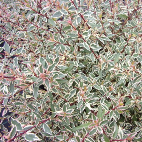 Abelia x grandiflora "Sparkling Silver"