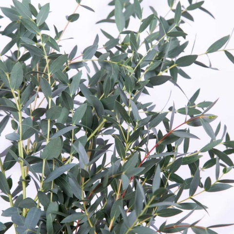 Eucalyptus parvifolia