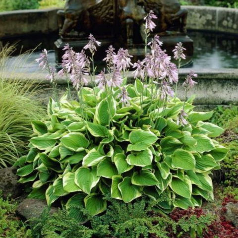Hosta fortunei Francee