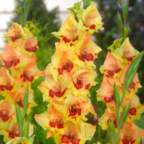 Gladiolus Butterfly Safari