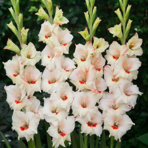 Gladiolus Butterfly Shocking