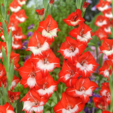 Gladiolus Butterfly Madamoiselle de Paris