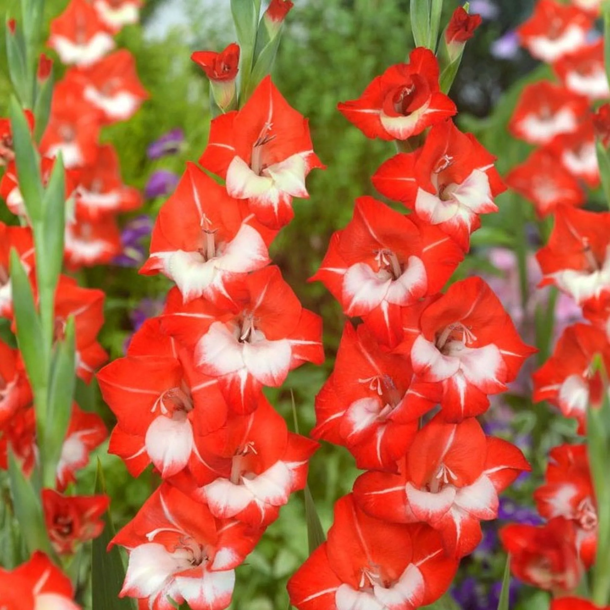 Gladiolus Butterfly Madamoiselle de Paris