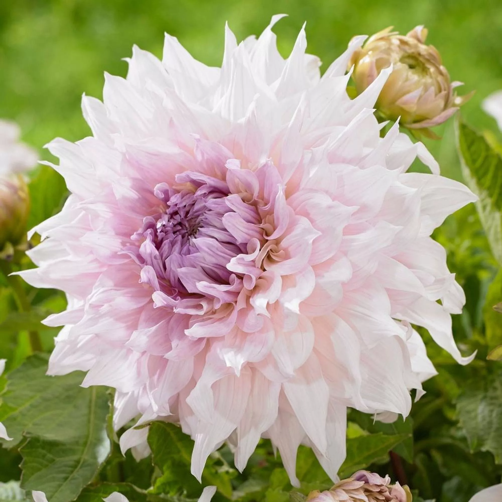 Dahlia Decorative Dinner Plate Shiloh Noelle