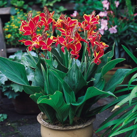 Canna Dwarf Lucifer