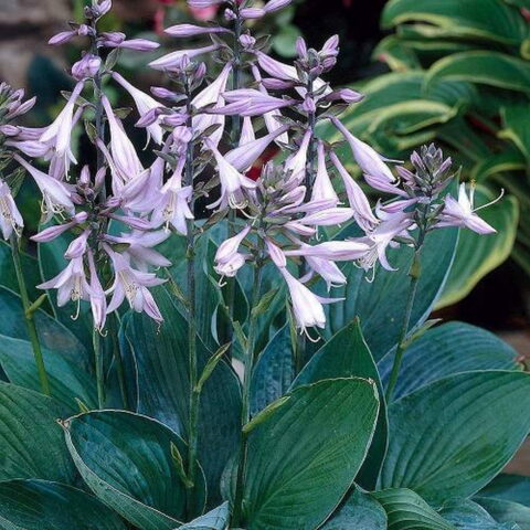 Hosta fortunei var. hyacinthina
