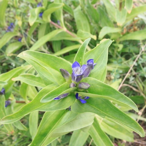Gentiana subsp. cruciata