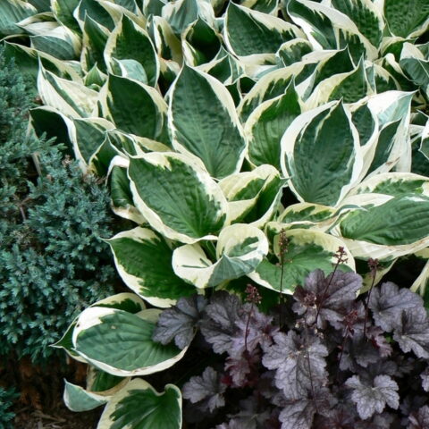 Hosta "Minuteman"