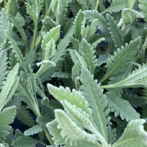 Lavandula dentata