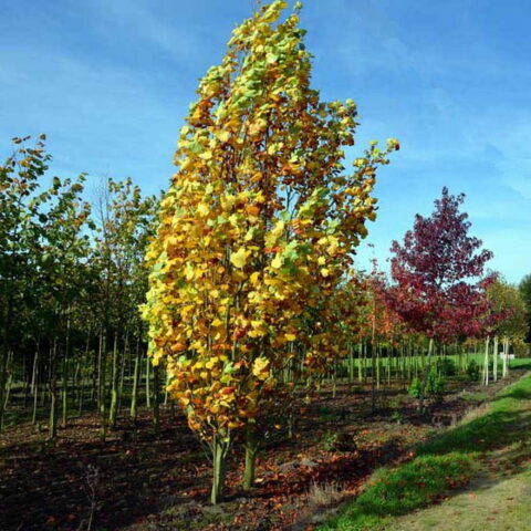 Liriodendron tulipifera "Fastigiatum"