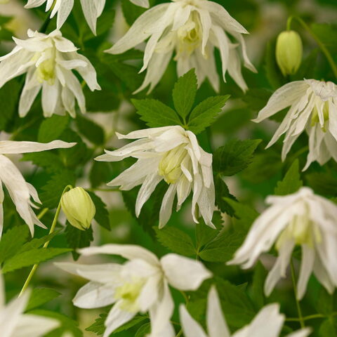 Clematis alpina "Albina Plena"