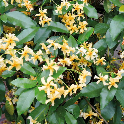 Trachelospermum jasminoides "Star of Toscane"
