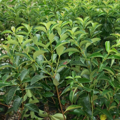 Viburnum lucidum
