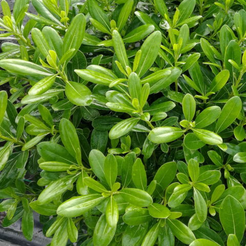 Pittosporum tobira "Nanum"