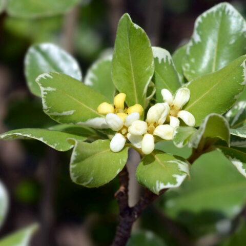 Pittosporum tobira "Variegatum"