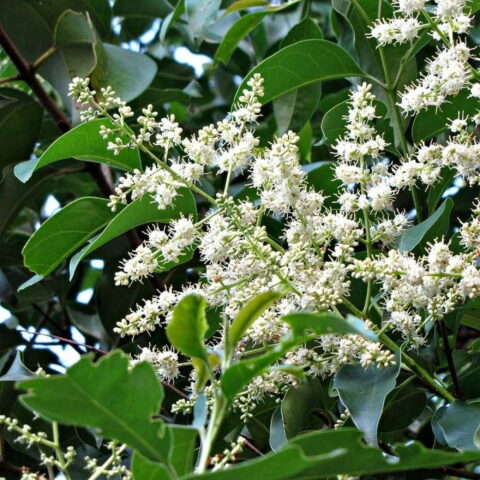 Ligustrum lucidum