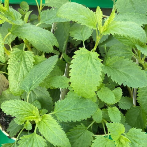 Salvia uliginosa