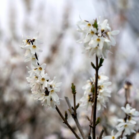 Abeliophyllum distichum