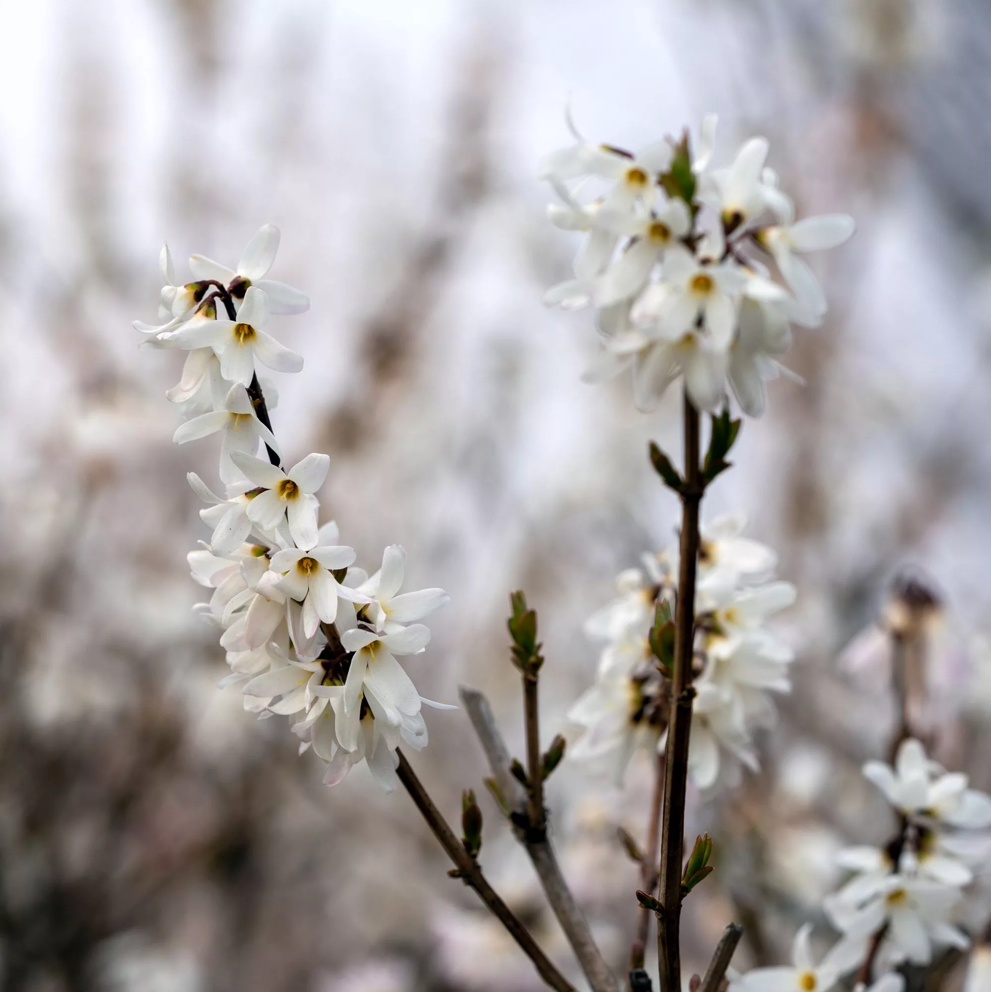 Abeliophyllum distichum