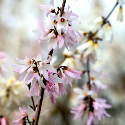 Abeliophyllum distichum "Roseum"