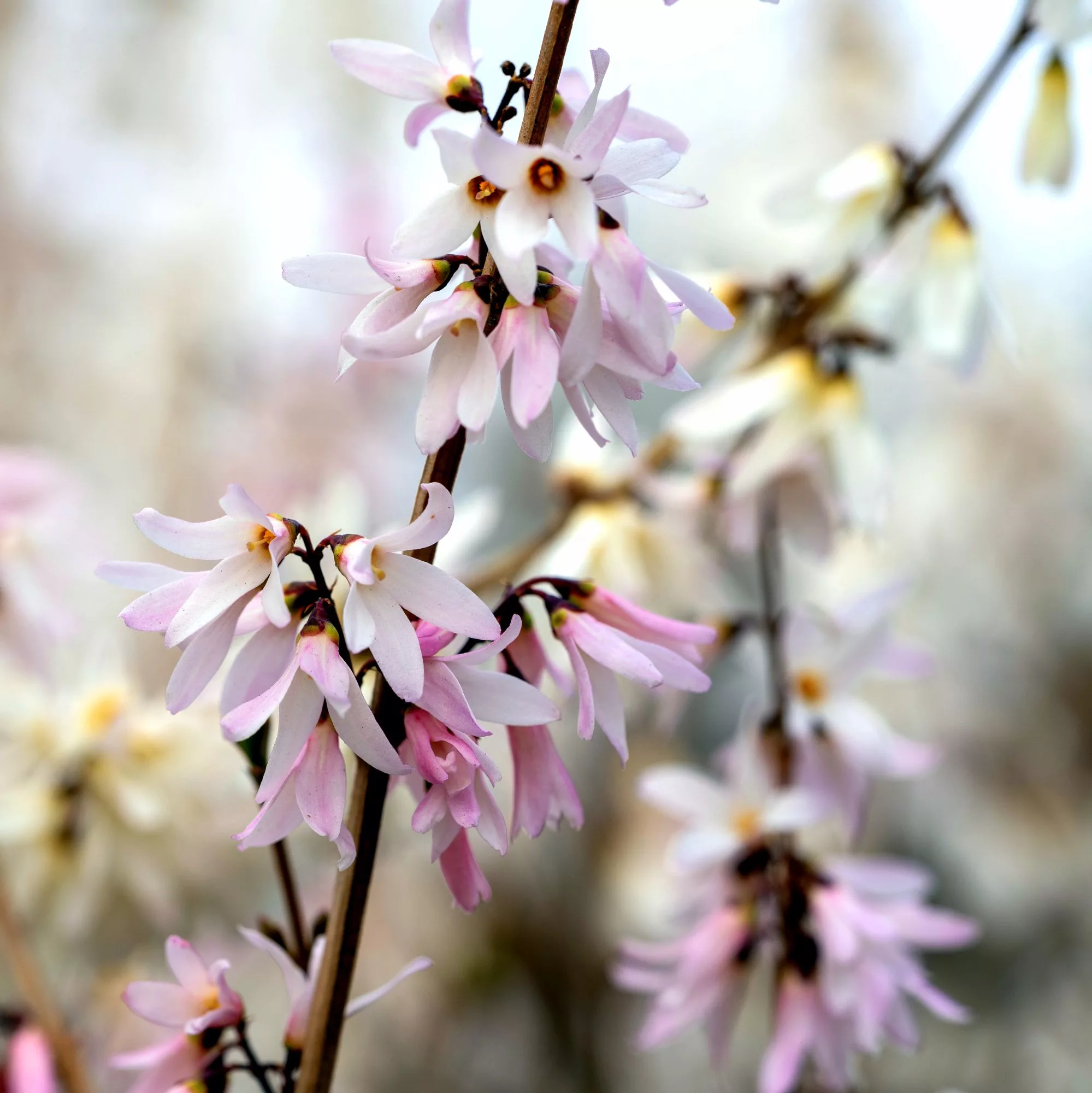 Abeliophyllum distichum "Roseum"