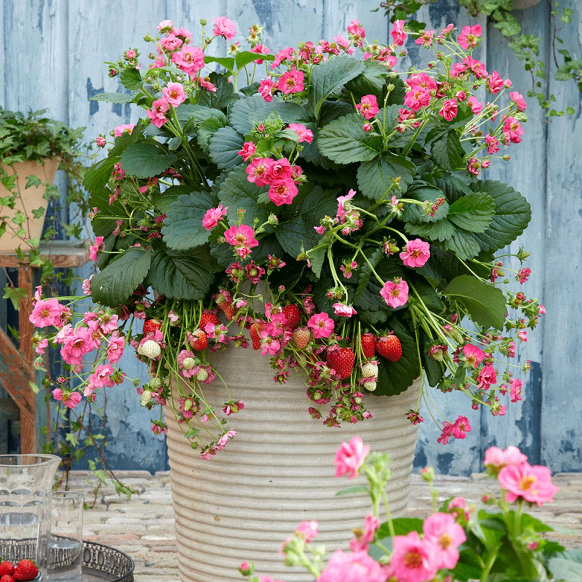 Fragola Rifiorente x ananassa "Summer Breeze Cherry Blossom"