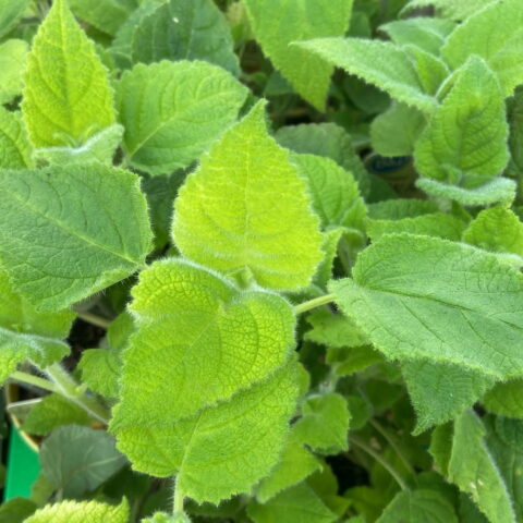 Salvia dorisiana