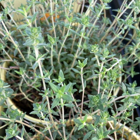 Thymus "Fragrantissimus Orange"