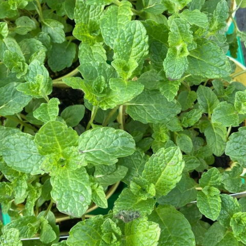 Menta "Hugo Cocktail Mint"