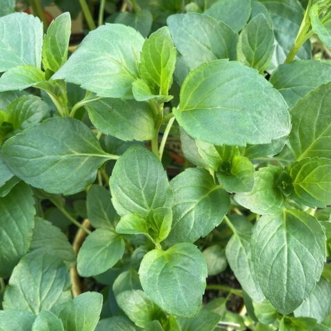 Menta "Mandarino"