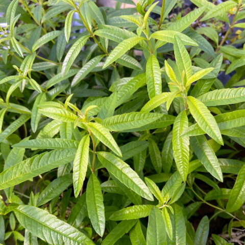 Lippia citriodora
