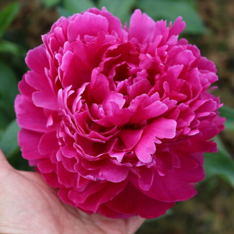 Paeonia lactiflora "Fiona"
