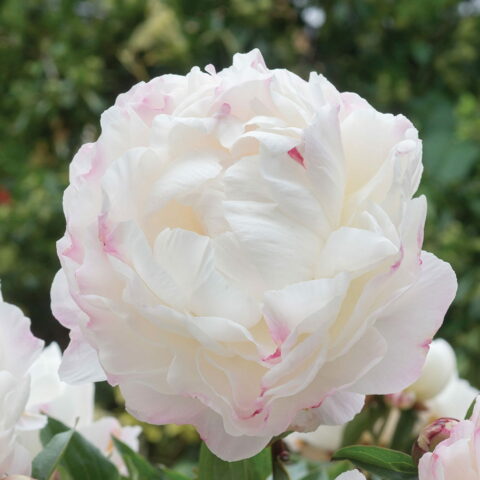 Paeonia lactiflora "Gardenia"